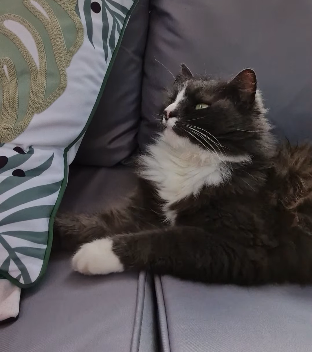 A black and white cat sitting on a sofa